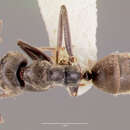 Image de Anonychomyrma gilberti (Forel 1902)