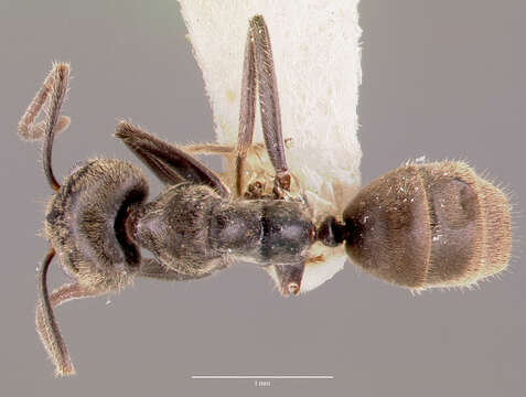 Image of Anonychomyrma gilberti (Forel 1902)