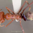 Imagem de Iridomyrmex purpureus (Smith 1858)