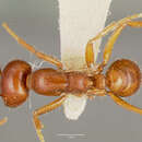 Image of Cheliomyrmex megalonyx Wheeler 1921