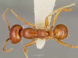 Image of Cheliomyrmex