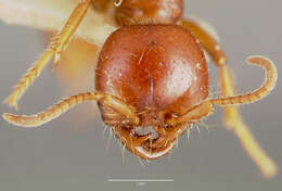 Image of Cheliomyrmex