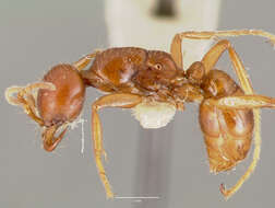 Image of Cheliomyrmex