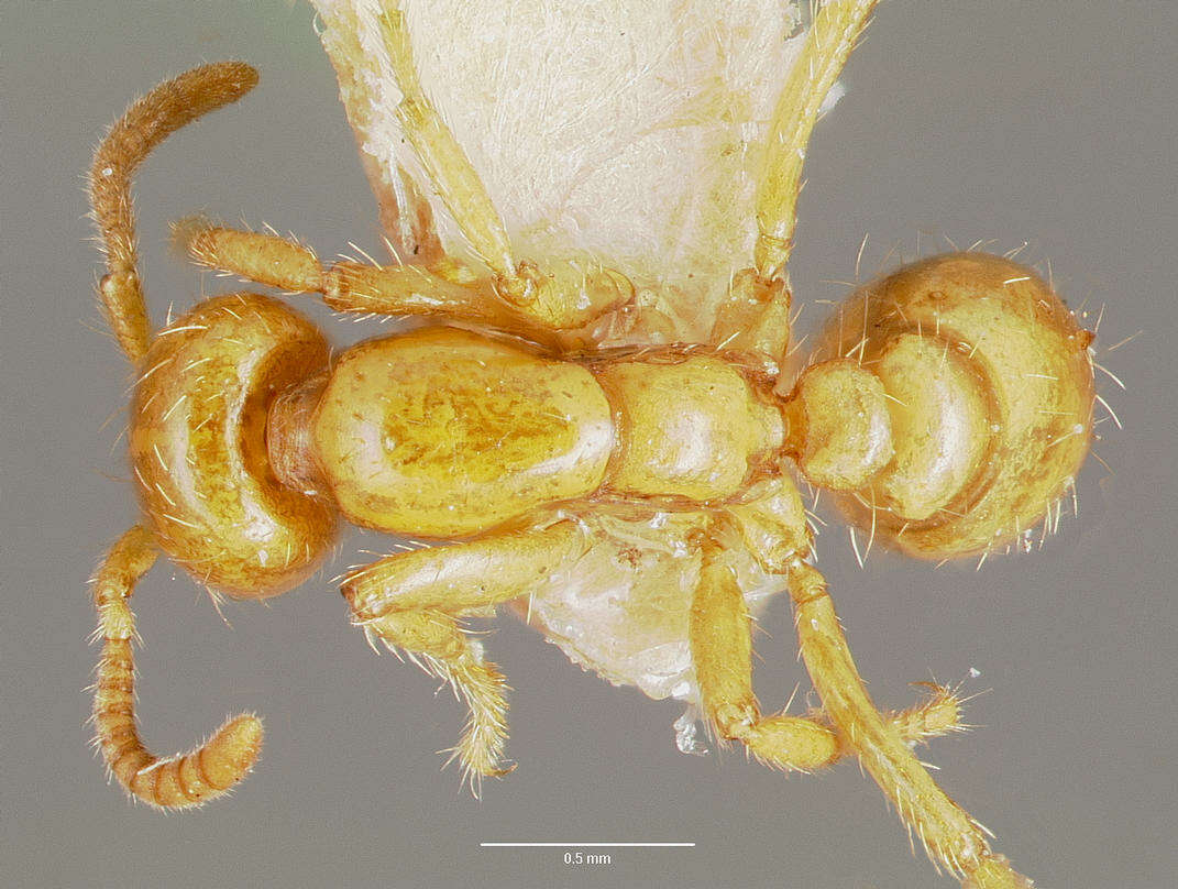 Image of Cheliomyrmex