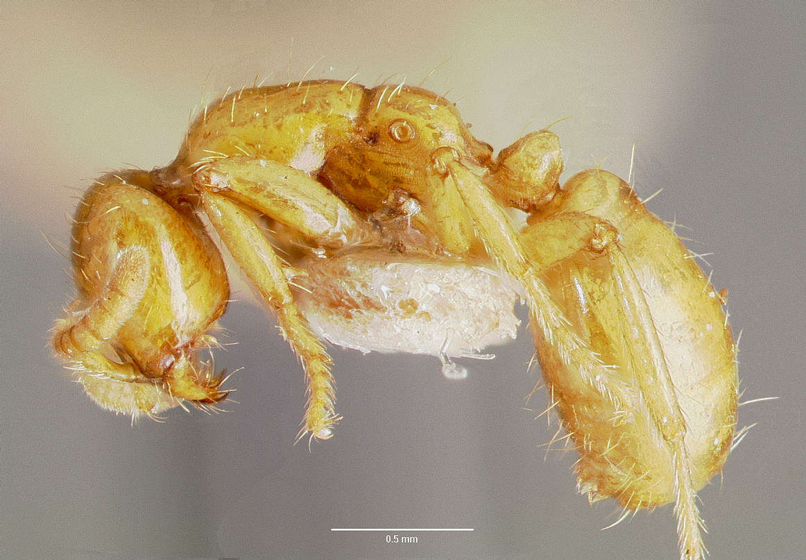 Image of Cheliomyrmex