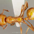 Image of Striated Ant