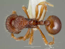 Image of Lachnomyrmex plaumanni Borgmeier 1957