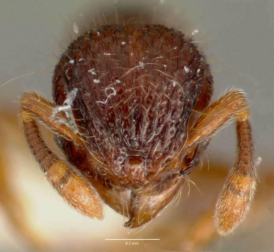 Image of Lachnomyrmex plaumanni Borgmeier 1957