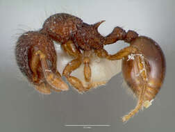 Image of Lachnomyrmex plaumanni Borgmeier 1957