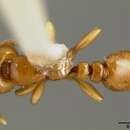 صورة Liomyrmex gestroi (Emery 1887)