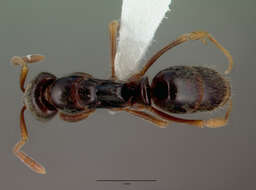 Image of Mesoponera ambigua