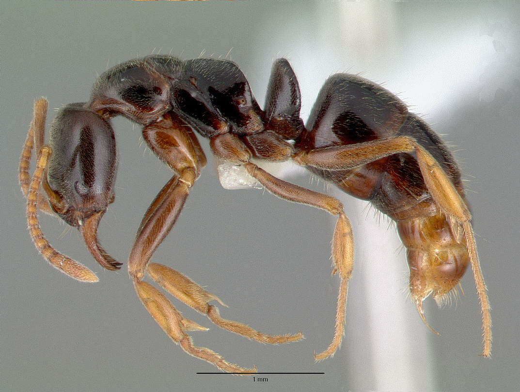 Image of Mesoponera ambigua