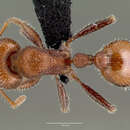 Image of Pogonomyrmex huachucanus Wheeler 1914