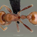 Plancia ëd Pogonomyrmex huachucanus Wheeler 1914