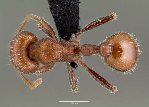 Plancia ëd Pogonomyrmex huachucanus Wheeler 1914