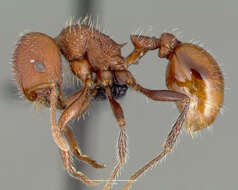 Image of Pogonomyrmex huachucanus Wheeler 1914