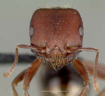 Image of Bicolored Harvester Ant