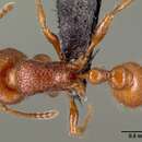 Plancia ëd Pogonomyrmex laevinodis Snelling 1982