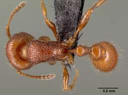 Image of Pogonomyrmex laevinodis Snelling 1982