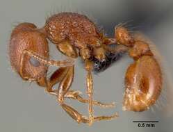 Image of Pogonomyrmex laevinodis Snelling 1982