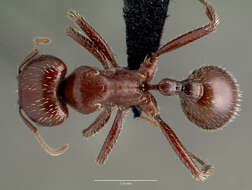 Image of Harvester Ants