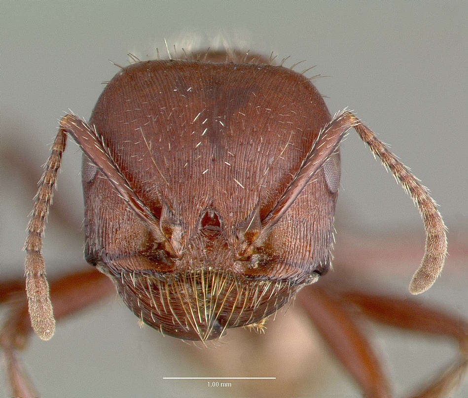 Image of Harvester Ants