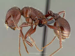 Image of Harvester Ants