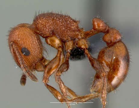 Image of Pogonomyrmex pima Wheeler 1909