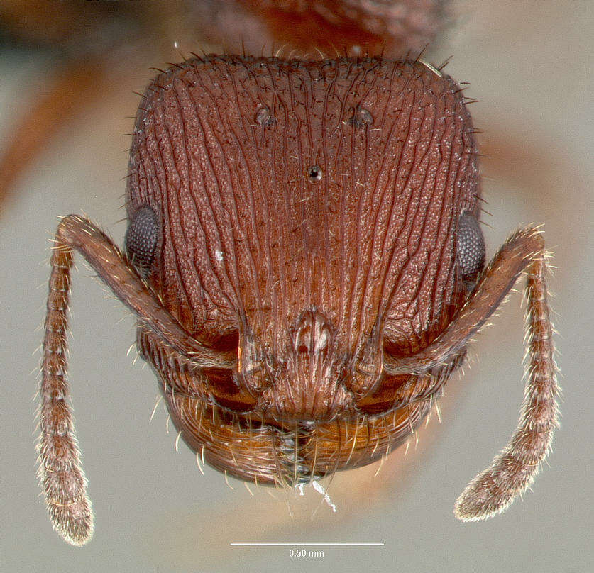 Image of Pogonomyrmex pima Wheeler 1909