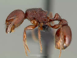 Image of Pogonomyrmex pima Wheeler 1909