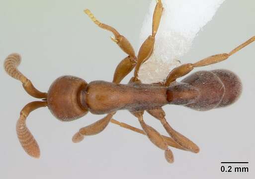 Probolomyrmex guineensis Taylor 1965的圖片