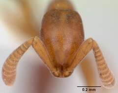 Imagem de Probolomyrmex guineensis Taylor 1965