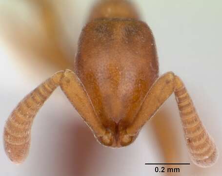 Imagem de Probolomyrmex guineensis Taylor 1965