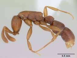 Imagem de Probolomyrmex guineensis Taylor 1965