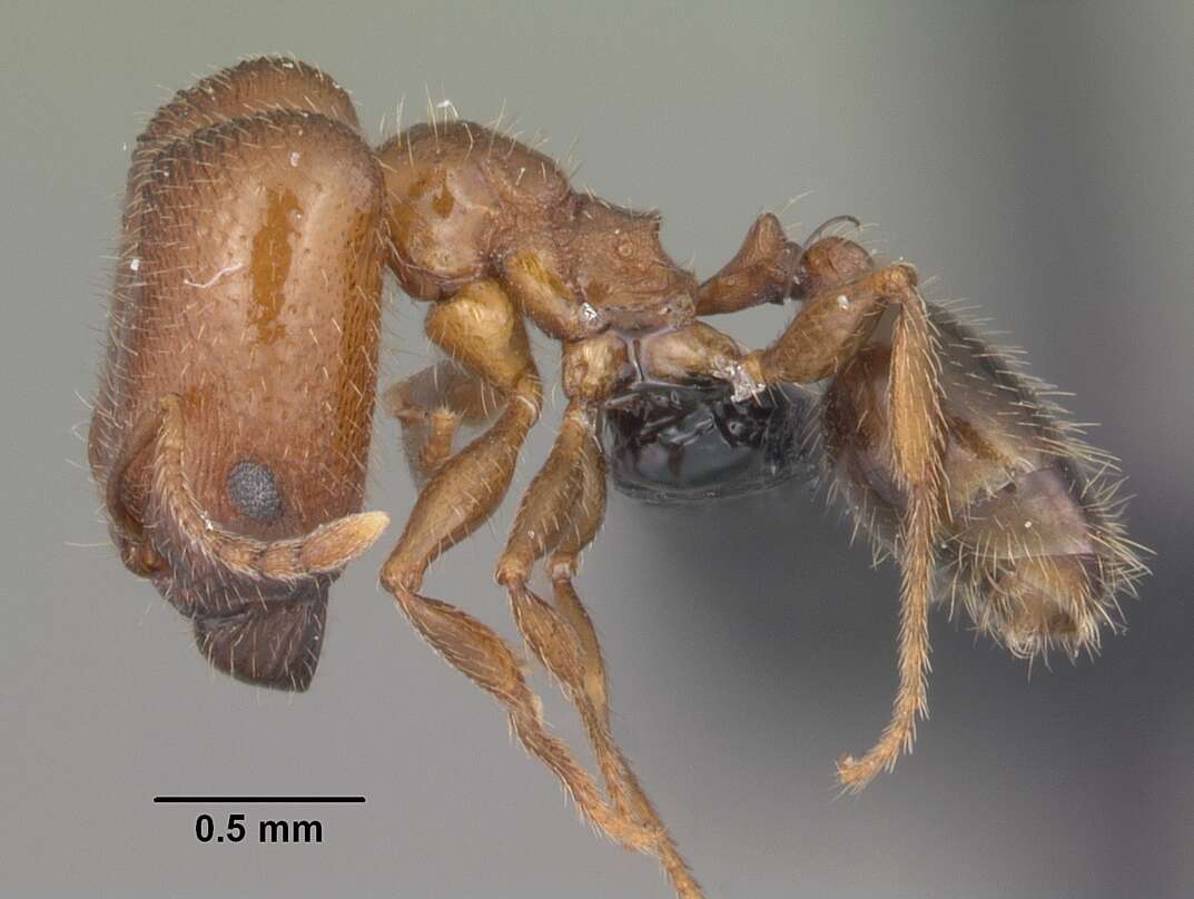 Plancia ëd Pheidole californica Mayr 1870