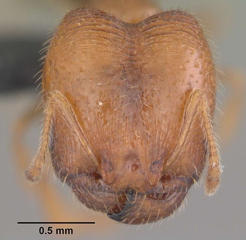 Plancia ëd Pheidole californica Mayr 1870