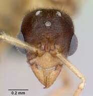 Image of Typhlomyrmex rogenhoferi Mayr 1862