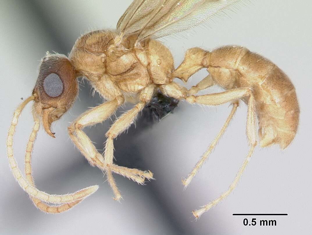 Image of Typhlomyrmex rogenhoferi Mayr 1862