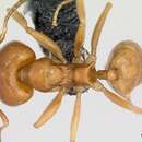 Image of Sri Lankan Relict Ant