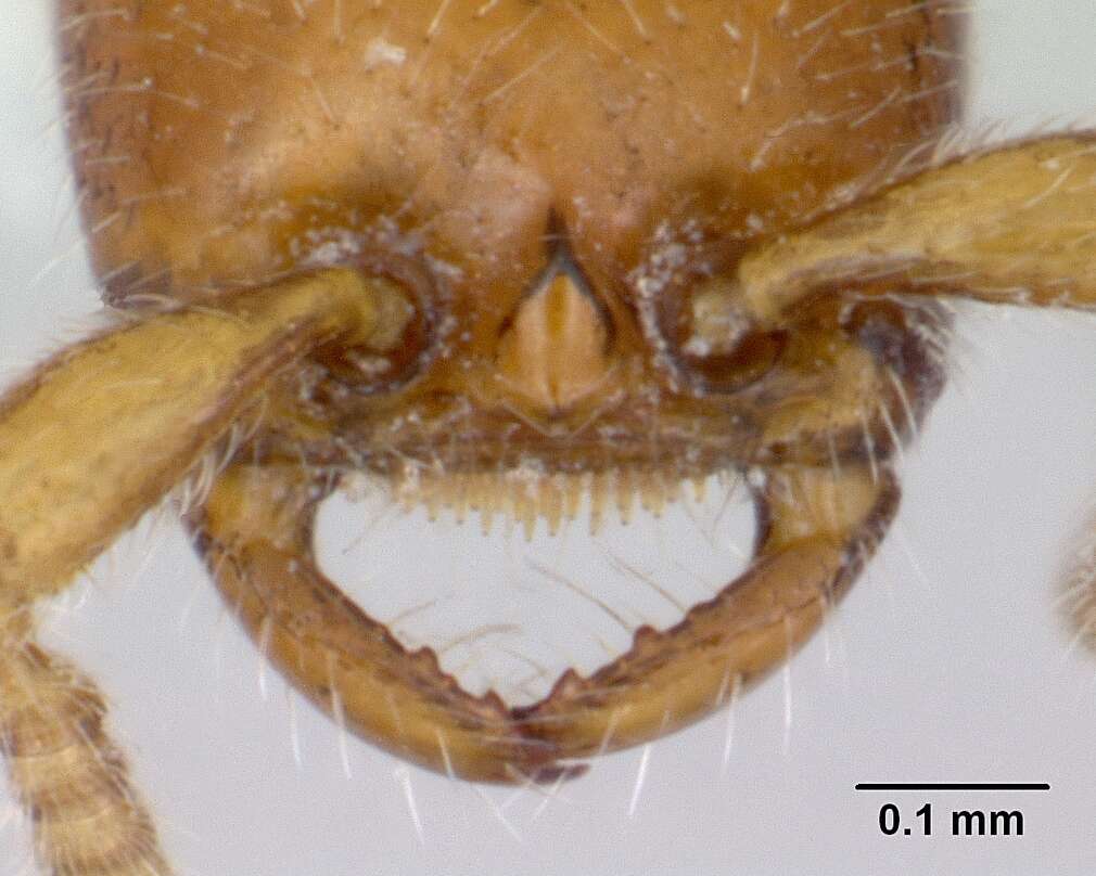 Image of Apomyrma