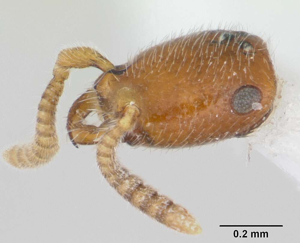 Image of Apomyrma