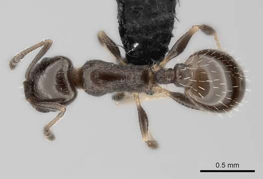 Image of <i>Temnothorax punctithorax</i>