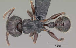 Image of Tetramorium electrum Bolton 1979