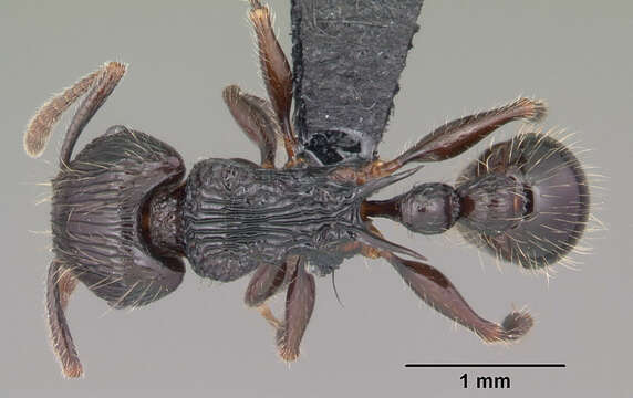 Image de Tetramorium electrum Bolton 1979