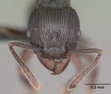 Image of Tetramorium electrum Bolton 1979