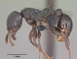 Image of Tetramorium electrum Bolton 1979