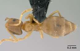 Image of Brachymyrmex depilis Emery 1893