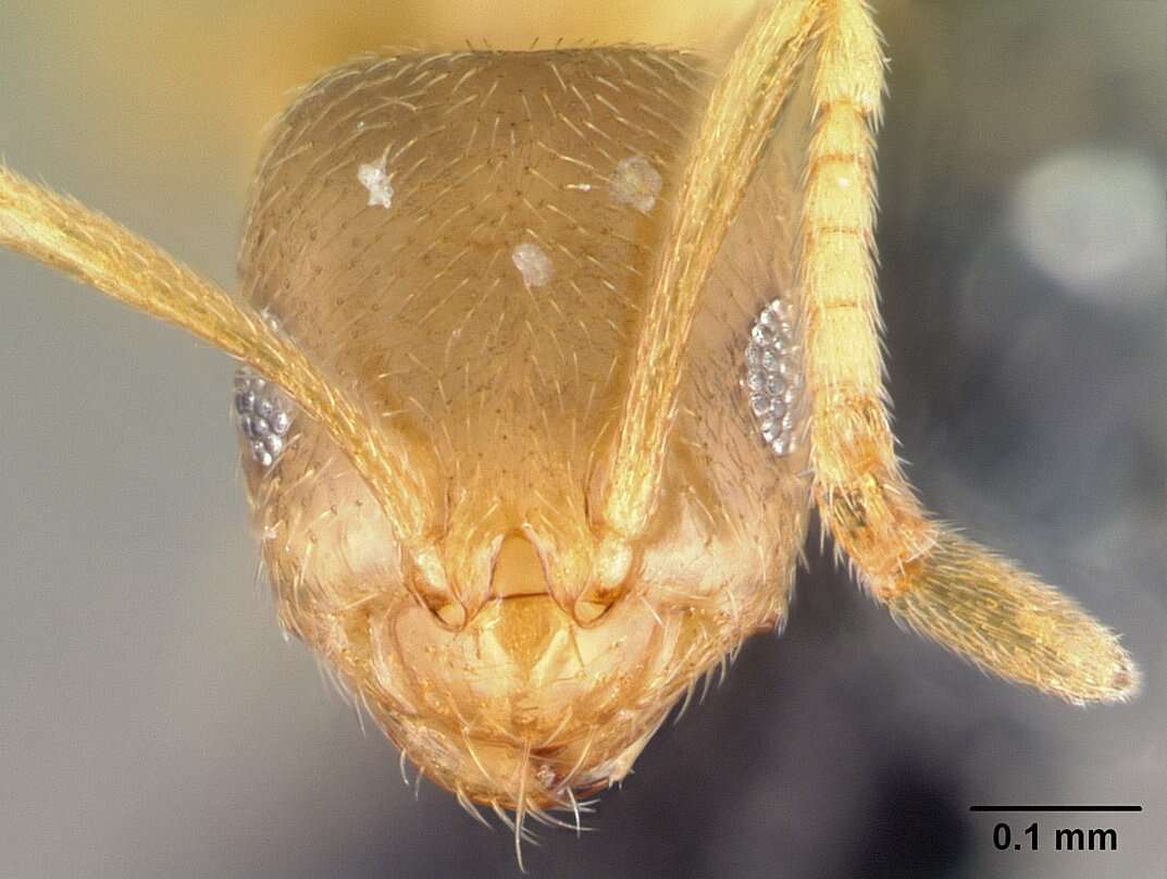 Image of Brachymyrmex depilis Emery 1893