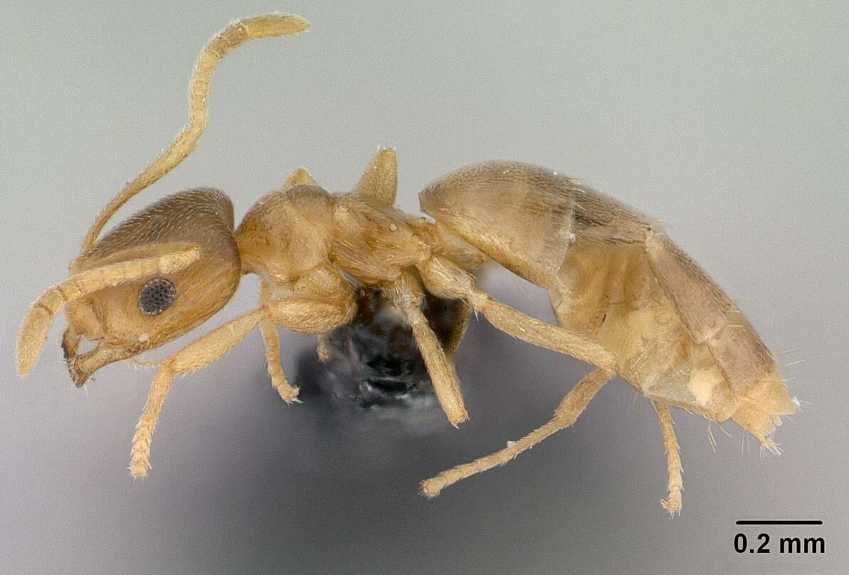 Image of Brachymyrmex depilis Emery 1893