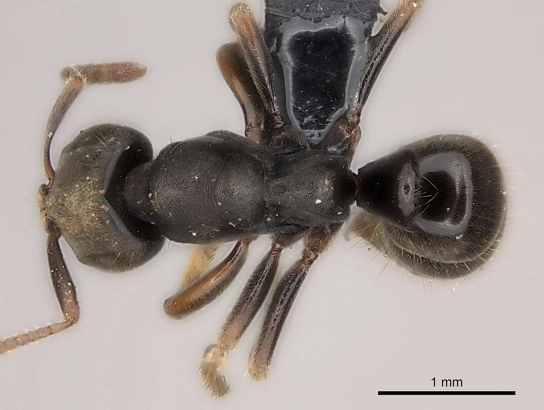 Image of Pseudoponera cognata